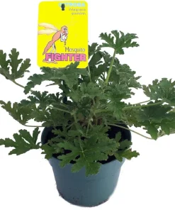 Citronella Mosquito Plant - Pelargonium graveolens Live Plant - 6