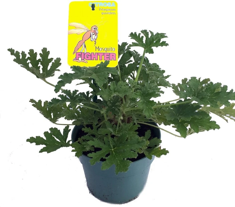 Citronella Mosquito Plant - Pelargonium graveolens Live Plant - 6" Pot - Indoor/Outdoor - Image 1