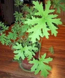 Citronella Mosquito Plant – Pelargonium – Live Plant – 2.5" Pot – Indoor/Outdoor - Image 2