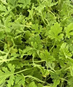 Citronella Mosquito Plant – Pelargonium – Live Plant – 2.5