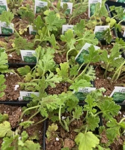 Citronella Mosquito Plant – Pelargonium – Live Plant – 2.5