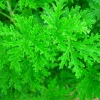 Citronella Mosquito Plant – Pelargonium – Live Plant – 2.5" Pot – Indoor/Outdoor - Image 1