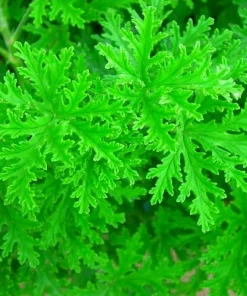 Citronella Mosquito Plant – Pelargonium – Live Plant – 2.5