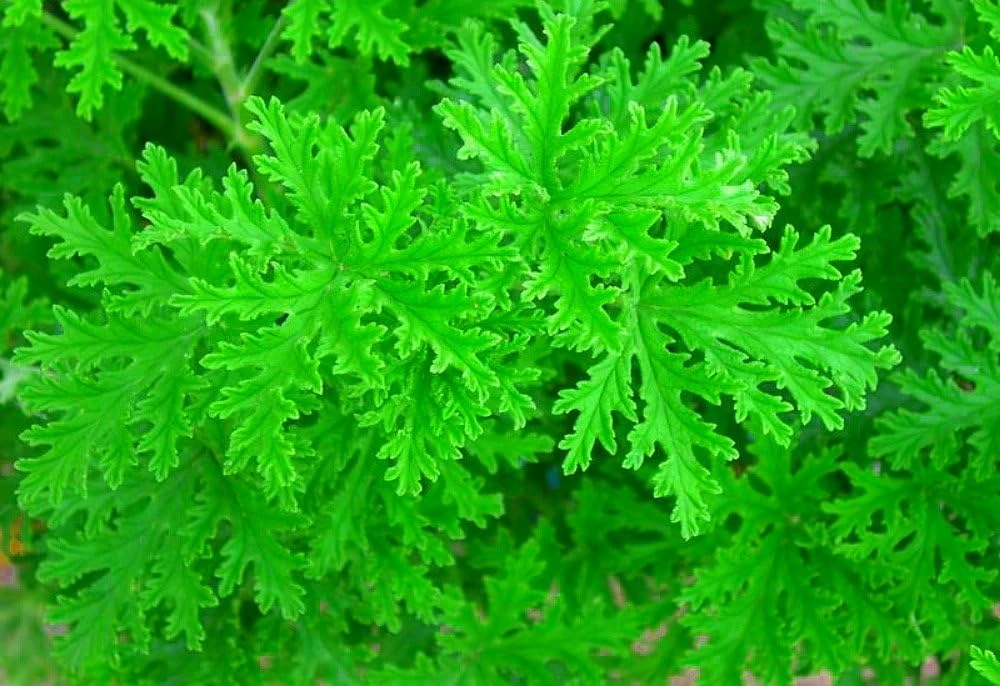 Citronella Mosquito Plant – Pelargonium – Live Plant – 2.5" Pot – Indoor/Outdoor - Image 1