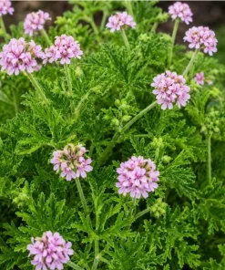 Citronella Scented Geranium Live Plants - 2 Pack, 4-6 Inch Tall, Patio Outdoor - Image 4