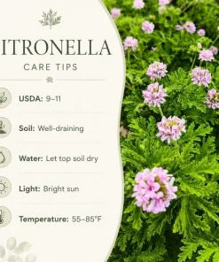 Citronella Scented Geranium Live Plants - 2 Pack, 4-6 Inch Tall, Patio Outdoor - Image 5