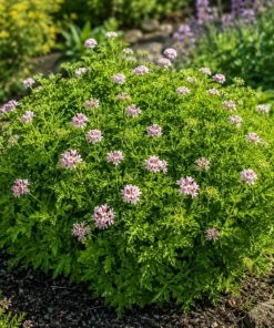 Citronella Scented Geranium Live Plants - 2 Pack, 4-6 Inch Tall, Patio Outdoor - Image 6