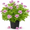 Citronella Scented Geranium Live Plants - 2 Pack, 4-6 Inch Tall, Patio Outdoor - Image 1