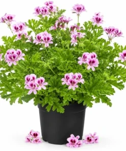 Citronella Scented Geranium Live Plants - 2 Pack, 4-6 Inch Tall, Patio Outdoor - Image 1
