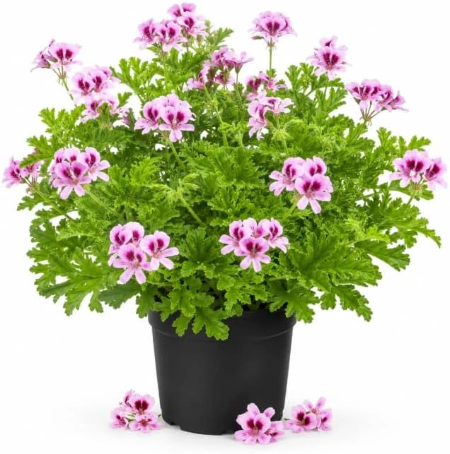 Citronella Scented Geranium Live Plants - 2 Pack, 4-6 Inch Tall, Patio Outdoor - Image 1