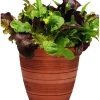 City Garden Mix Lettuce Seeds - Pelleted Multi-Seed Variety, 10 Pellets (50-70 Seeds) - Image 1