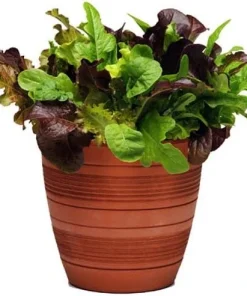 City Garden Mix Lettuce Seeds - Pelleted Multi-Seed Variety, 10 Pellets (50-70 Seeds) - Image 1