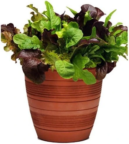 City Garden Mix Lettuce Seeds - Pelleted Multi-Seed Variety, 10 Pellets (50-70 Seeds) - Image 1