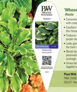 City Lights Hosta Live Plant – Golden Yellow Foliage, Quart Pot, Zones 3-9 - Image 3