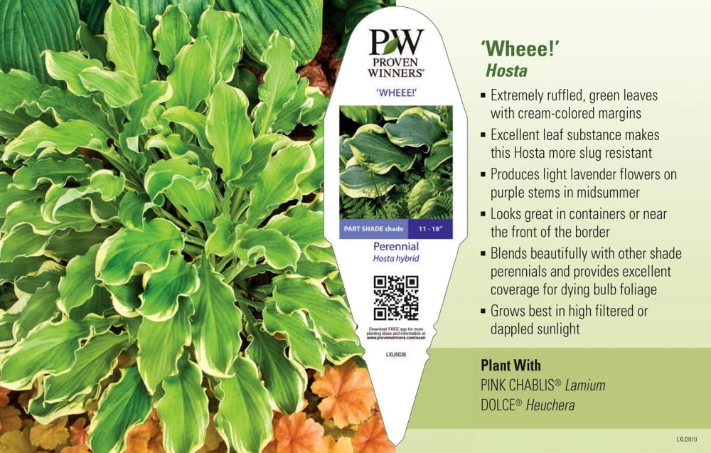 City Lights Hosta Live Plant – Golden Yellow Foliage, Quart Pot, Zones 3-9 - Image 3