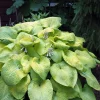 City Lights Hosta Live Plant – Golden Yellow Foliage, Quart Pot, Zones 3-9 - Image 1
