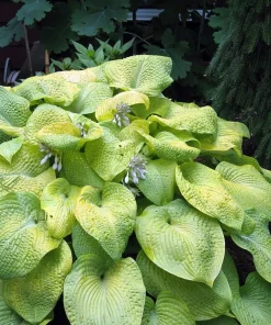 City Lights Hosta Live Plant – Golden Yellow Foliage, Quart Pot, Zones 3-9 - Image 1