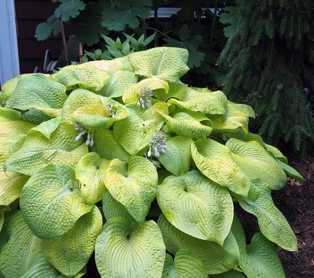 City Lights Hosta Live Plant – Golden Yellow Foliage, Quart Pot, Zones 3-9 - Image 1