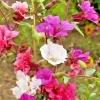 Clarkia Flower Seeds - 1000+ Annual Garden Flowers, Bright Colors, 24 inches Tall - Image 1