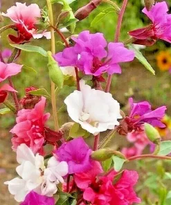 Clarkia Flower Seeds - 1000+ Annual Garden Flowers, Bright Colors, 24 inches Tall - Image 1