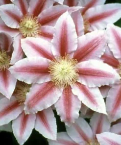 Clematis Bees' Jubilee Live Plant – Pink & Red Flowers – 2.5