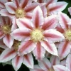 Clematis Bees' Jubilee Live Plant – Pink & Red Flowers – 2.5" Pot - Image 1