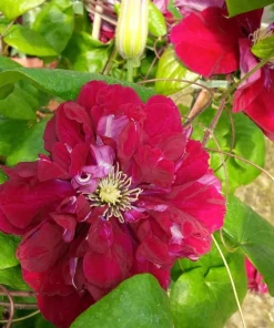 Clematis 'Charmaine Evipo022' Live Plant – Rich Pink-Red Blooms – 2.5
