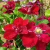 Clematis 'Charmaine Evipo022' Live Plant – Rich Pink-Red Blooms – 2.5" Pot - Image 1