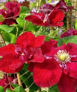 Clematis 'Charmaine Evipo022' Live Plant – Rich Pink-Red Blooms – 2.5