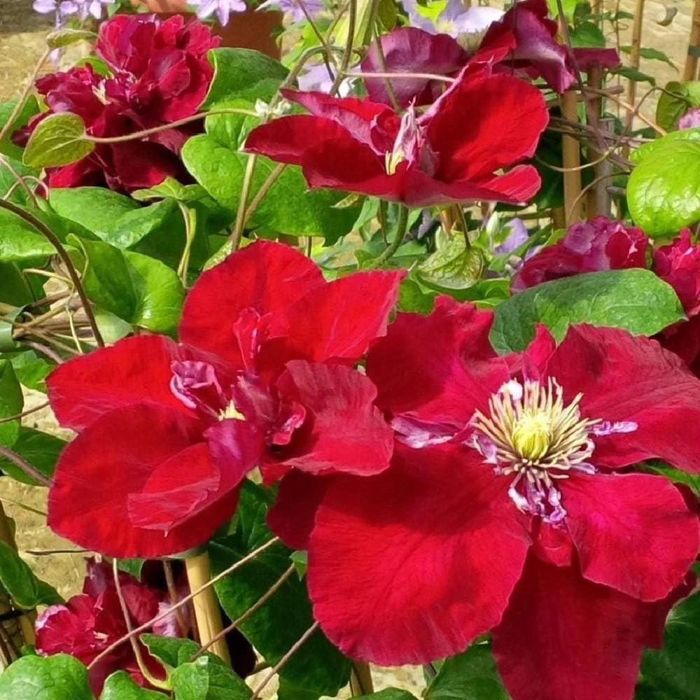 Clematis 'Charmaine Evipo022' Live Plant – Rich Pink-Red Blooms – 2.5" Pot - Image 1