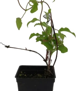 Clematis Dr. Ruppel Live Plant - Bicolor Perennial Vine - 2.5" Pot - Image 2