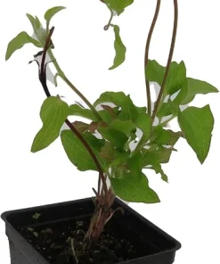 Clematis Dr. Ruppel Live Plant - Bicolor Perennial Vine - 2.5