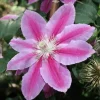 Clematis Dr. Ruppel Live Plant - Bicolor Perennial Vine - 2.5" Pot - Image 1