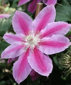 Clematis Dr. Ruppel Live Plant - Bicolor Perennial Vine - 2.5
