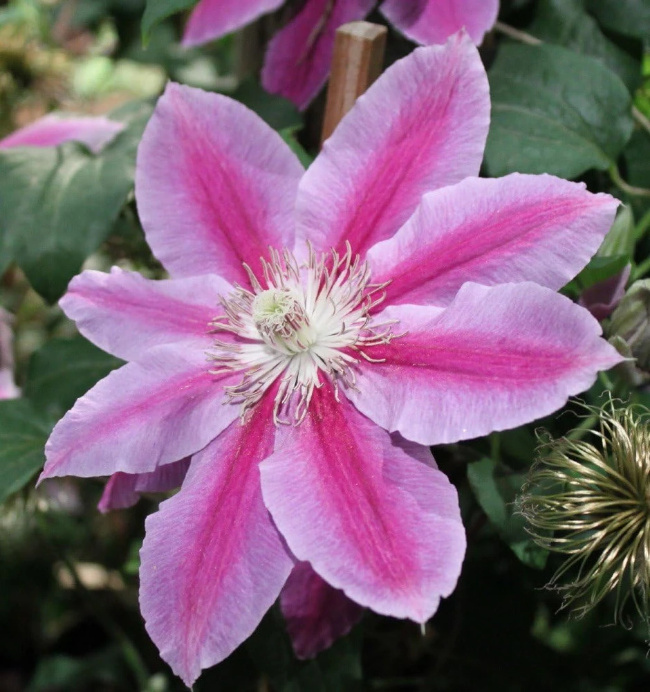 Clematis Dr. Ruppel Live Plant - Bicolor Perennial Vine - 2.5" Pot - Image 1