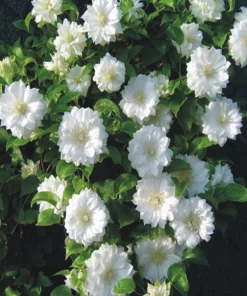 Clematis Duchess of Edinburgh Live Plant - Double White Flowers, 2.5" Pot, Outdoor - Image 2