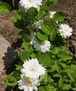 Clematis Duchess of Edinburgh Live Plant - Double White Flowers, 2.5
