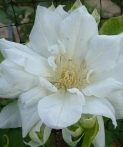 Clematis Duchess of Edinburgh Live Plant - Double White Flowers, 2.5