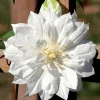 Clematis Duchess of Edinburgh Live Plant - Double White Flowers, 2.5" Pot, Outdoor - Image 1