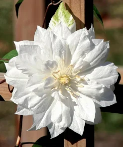 Clematis Duchess of Edinburgh Live Plant - Double White Flowers, 2.5