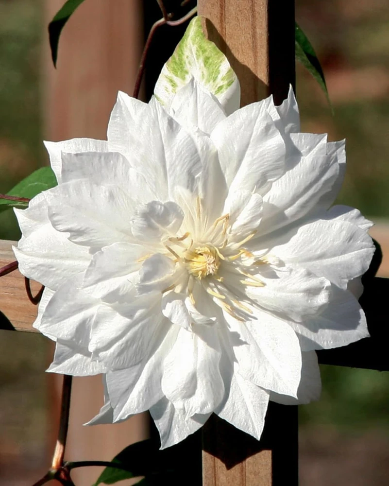 Clematis Duchess of Edinburgh Live Plant - Double White Flowers, 2.5" Pot, Outdoor - Image 1