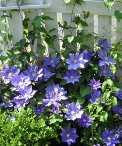 Clematis H.F. Young Live Plant – 2.5