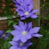Clematis H.F. Young Live Plant – 2.5" Pot – Wedgewood Blue Flowers – Outdoor Vine - Image 1