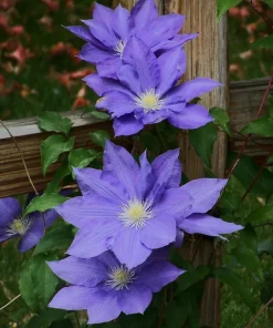 Clematis H.F. Young Live Plant – 2.5