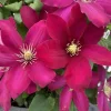 Clematis Issey Vine Perennial - Red Flowering Live Plant - 2.5" Pot - Image 1
