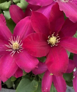 Clematis Issey Vine Perennial - Red Flowering Live Plant - 2.5