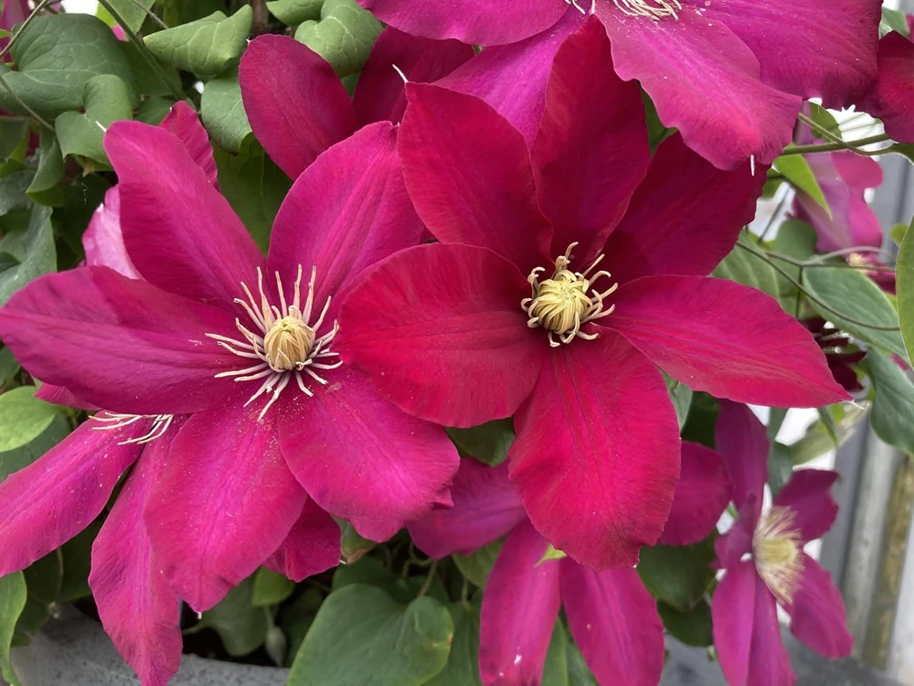 Clematis Issey Vine Perennial - Red Flowering Live Plant - 2.5" Pot - Image 1
