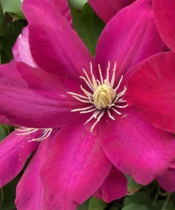 Clematis Issey Vine Perennial - Red Flowering Live Plant - 2.5" Pot - Image 2
