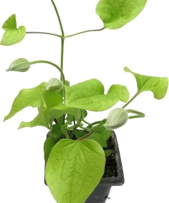 Clematis Jackmanii Superba Vine - Live Plant, 2.5 inch Pot, Deep Violet-Blue Flowers - Image 3