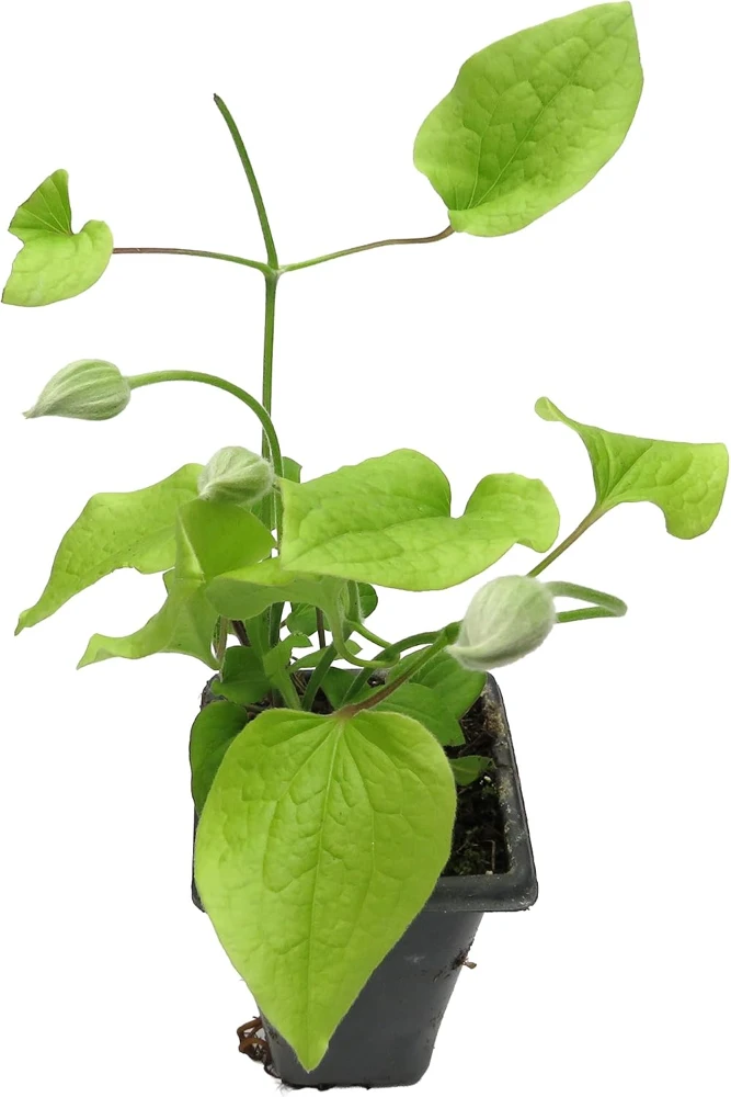 Clematis Jackmanii Superba Vine - Live Plant, 2.5 inch Pot, Deep Violet-Blue Flowers - Image 3